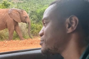 Национальный парк слонов Аддо: Сафари-тур с гидом