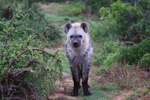 Addo Elephant National Park (halve dag game drive)