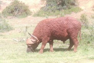 Addo Elephant National Park (halvdags safari)