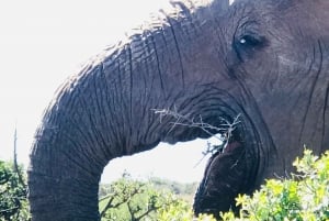 Addo Elephant National Park (halvdags safari)