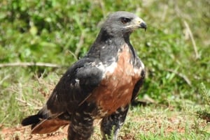 Addo Elephant National Park (halve dag game drive)