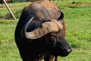 Addo Elephant National Park (halvdags safaritur)