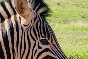 Addo Elephant National Park (halvdags safari)