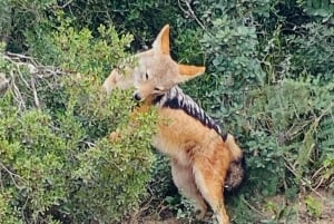 Addo Elephant National Park (halvdags safaritur)