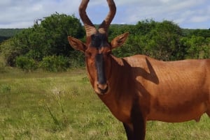 Addo Elephant National Park (halvdags safari)