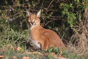 Addo Elephant National Park (halvdags safari)