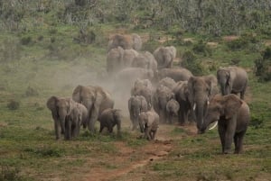 Addo Elephant National Park (halve dag game drive)