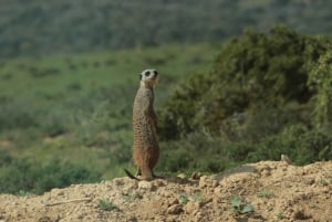 Addo Elephant National Park (halvdags safari)