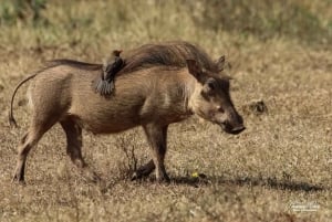 Addo Elephant National Park (halvdags safaritur)