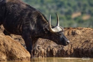 Addo Elephant National Park (halvdags safari)