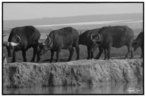 Addo Elephant National Park (halve dag game drive)