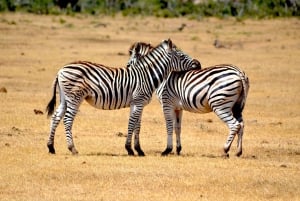 Addo Elephant National Park: Half Day Private Safari