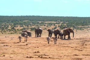 Addo Elephant National Park: Half Day Private Safari