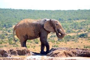 Addo Elephant National Park: Half Day Private Safari