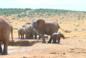 Addo Elephant National Park: Half Day Private Safari