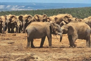 Addo Elephant National Park: Half Day Private Safari