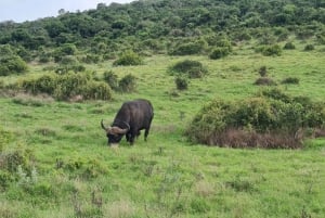 Parco Nazionale degli Elefanti di Addo - Tour di mezza giornata privato