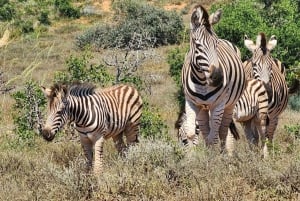 Parco Nazionale degli Elefanti di Addo - Tour di mezza giornata privato