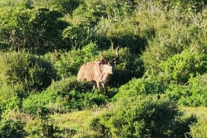 Addo Elephant National Park - Excursão de meio dia particular