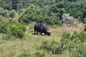 Addo Elephant National Park - Privat halvdagstur