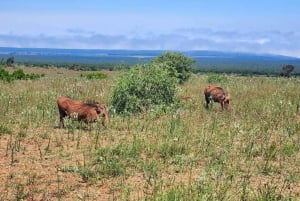 Parc national des éléphants d'Addo - visite privée d'une demi-journée