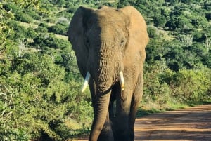 Addo Elephant National Park - Privat halvdagstur