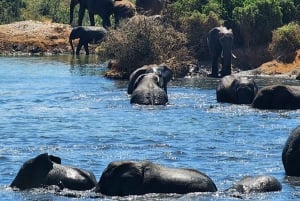 Addo Elephant National Park - Privat halvdagstur