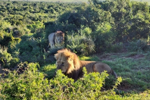 Parc national des éléphants d'Addo - visite privée d'une demi-journée