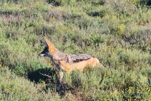 Addo Elephant National Park - Excursão de meio dia particular