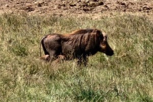 Addo Elephant National Park - Excursão de meio dia particular