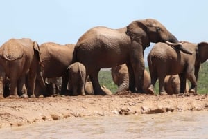 Półdniowe safari w Parku Narodowym Słoni Addo