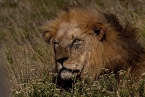 Addo Olifant Nationaal Park halve dag safari