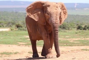 Addo Elephant National Park Halvdagssafari