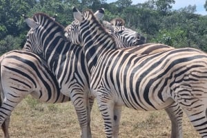 Addo Olifant Nationaal Park halve dag safari