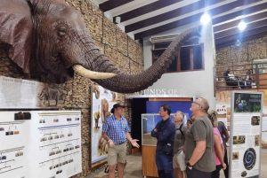 Safari di mezza giornata al Parco Nazionale degli Elefanti di Addo