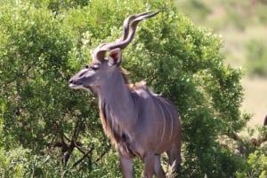 Półdniowe safari w Parku Narodowym Słoni Addo