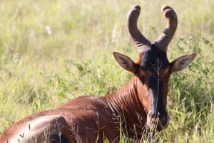 Addo Elephant National Park Halvdagssafari