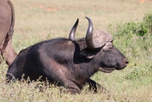 Safari di mezza giornata al Parco Nazionale degli Elefanti di Addo