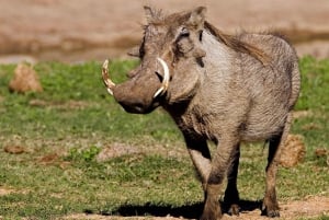 Addo Elephant National Park halvdagssafari