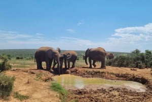 Safari di mezza giornata al Parco Nazionale degli Elefanti di Addo