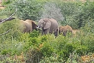 Addo elephant national park :half or full day tour Safari