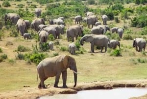 Addo elephant national park :half or full day tour Safari