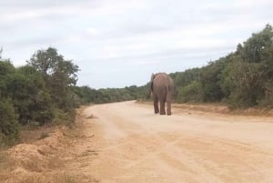 Addo elephant national park :half or full day tour Safari