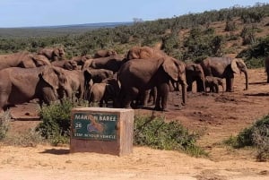 Addo elephant national park :half or full day tour Safari