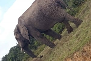 Addo elephant national park :half or full day tour Safari