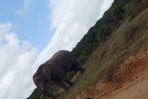 Addo elephant national park :half or full day tour Safari