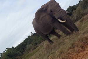 Addo elephant national park :half or full day tour Safari