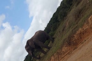 Addo elephant national park :half or full day tour Safari