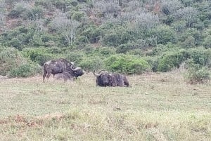 Addo elephant national park :half or full day tour Safari