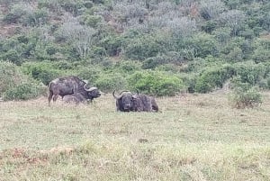 Addo elephant national park :half or full day tour Safari